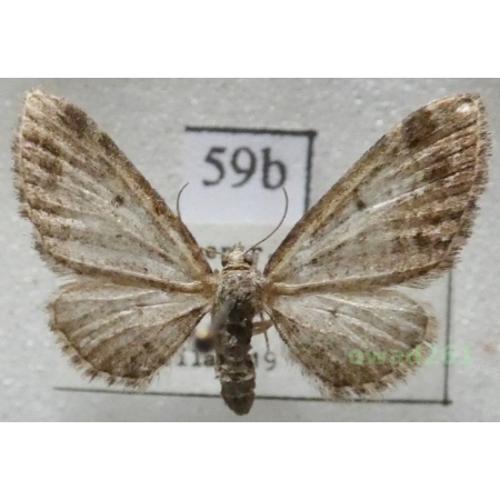 Eupithecia exiguata (Hübner, 1813) Czech59b